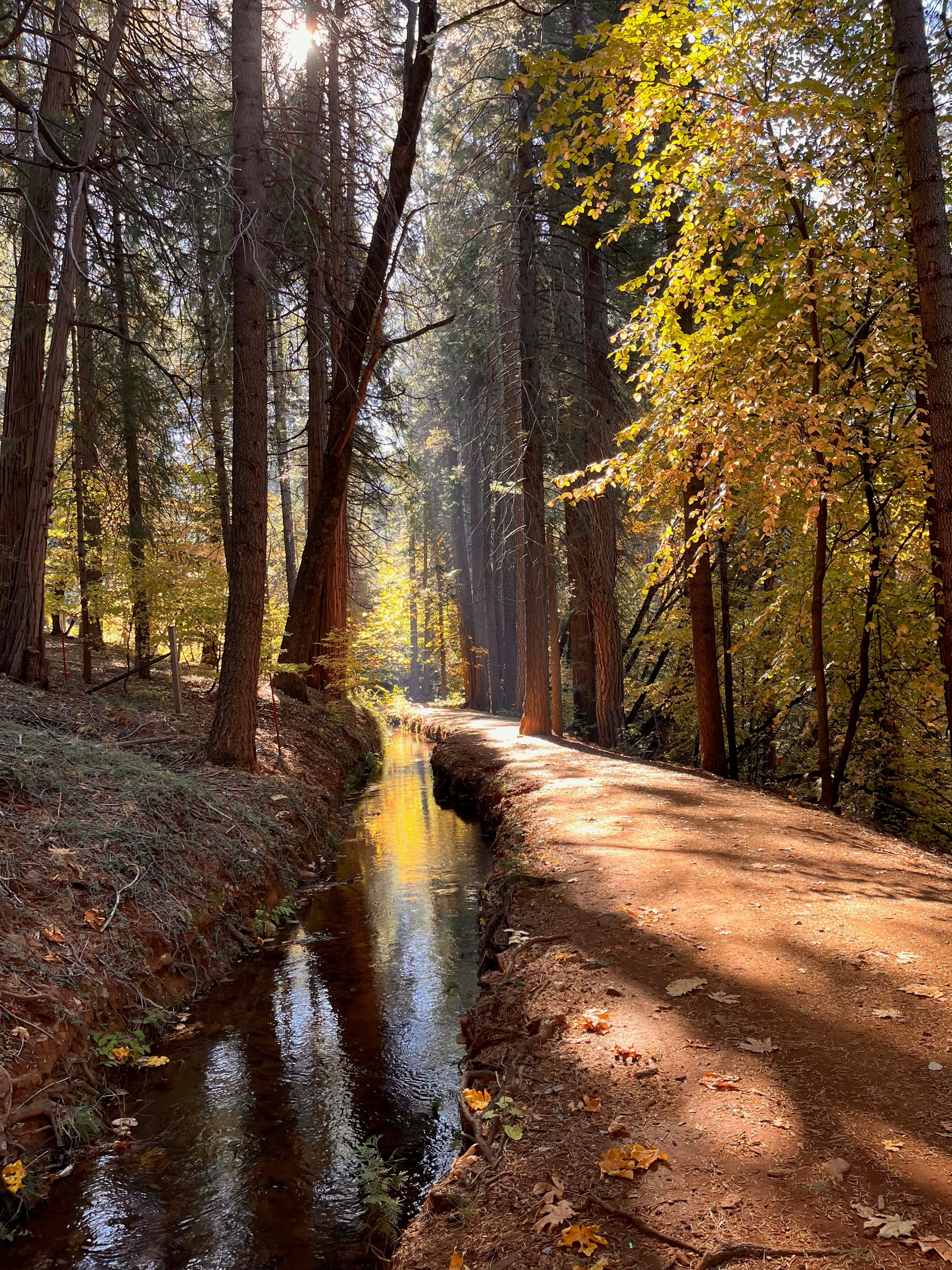 Autumn light through cedars on the Canal Trail near Nevada City
